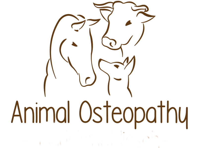 Animal Osteopathy - Madeleine Mietsch